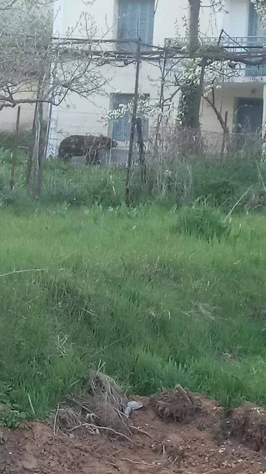 bear-arkouda-ena