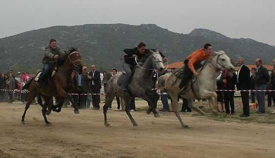 horse1