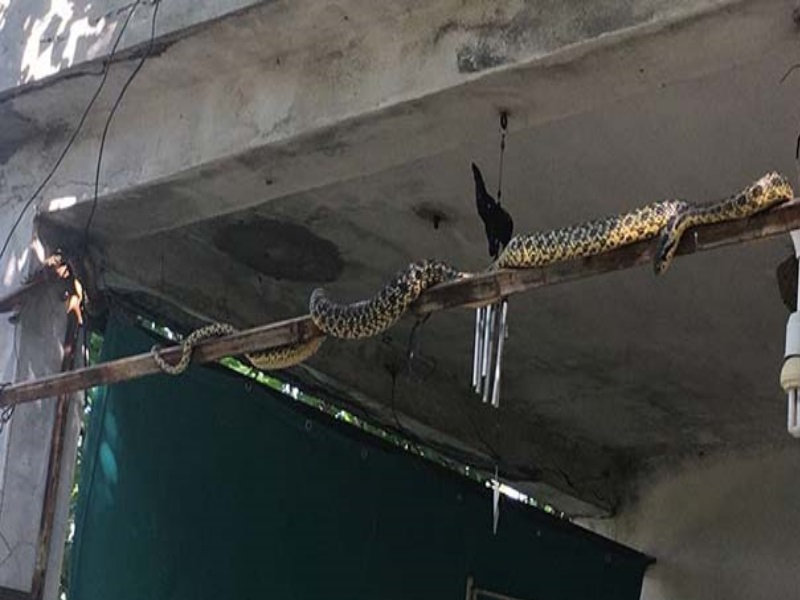 snakes1_0