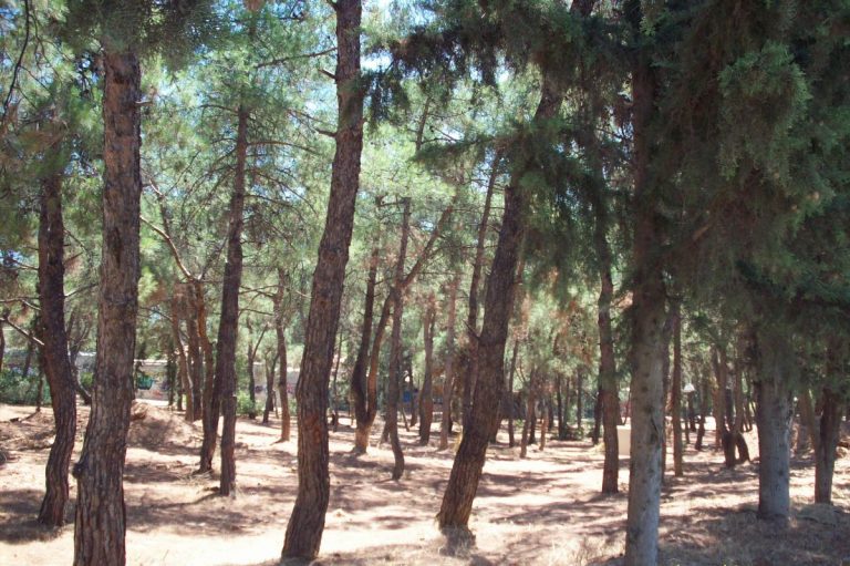 φωτιά-στο-δάσος-χαϊδαρίου-388478