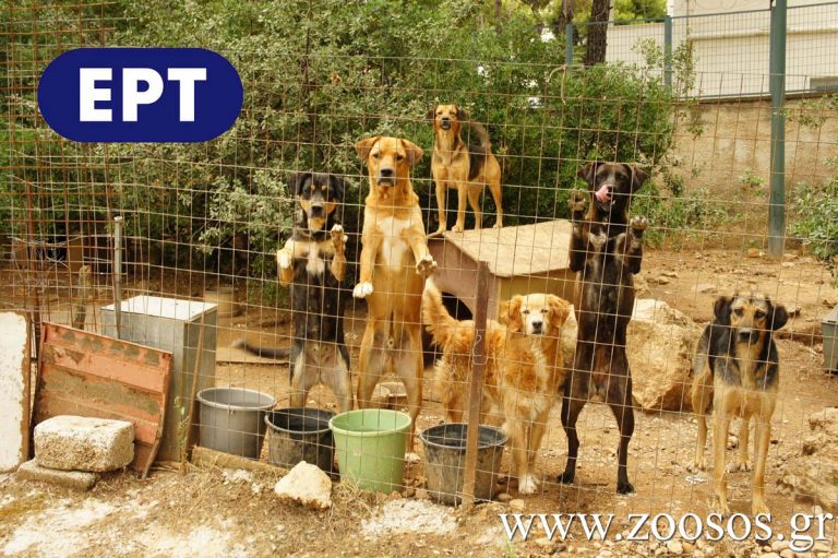 ψήφισμα-για-να-μην-εκδιωχθούν-τα-σκυλι-55484