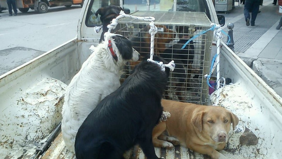 σέρρες-ο-κτηνίατρος-δήμαρχος-αποφάσι-131770