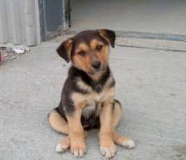 μια-ζεστή-αγκαλιά-για-τα-αδέσποτα-από-τ-273234