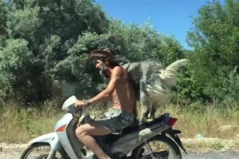λευκάδα-σκύλος-ακροβάτης-έγινε-viral-βί-104478