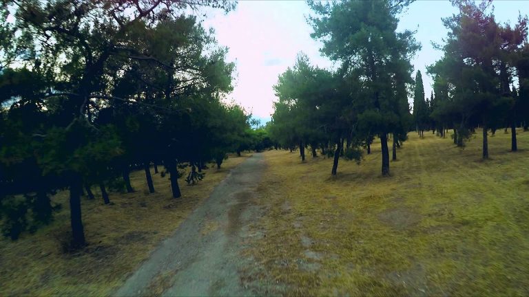 παγκόσμια-ημέρα-δασών-και-ο-δ-νέας-φιλα-48012