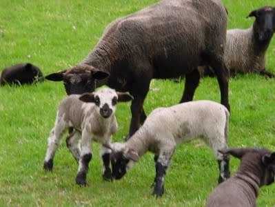 π-ε-σερρών-αιτήσεις-για-δημοτικούς-βοσ-289345