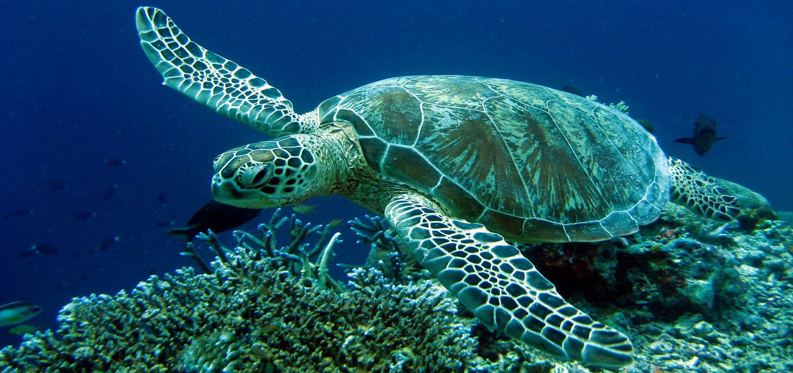 απελευθέρωση-χελώνας-caretta-caretta-στην-κρήτη-84484