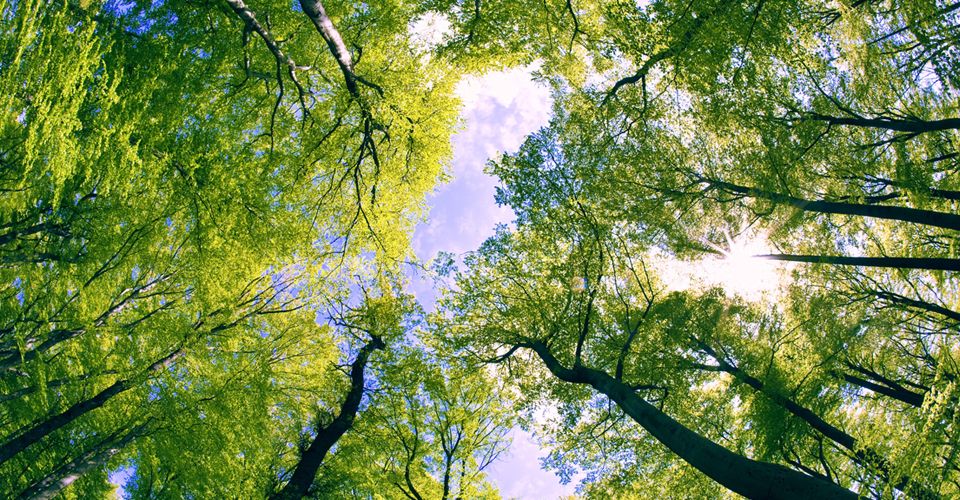 σύσταση-ομάδας-εθελοντών-δασοπροστα-181188