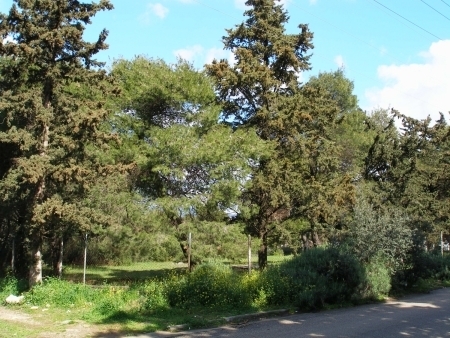 σε-μαραθώνα-και-πεντέλη-οι-πρώτοι-δασι-302569