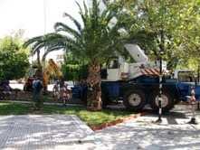 κορυδαλλός-ξεκίνησε-η-μεταφύτευση-τρ-278678