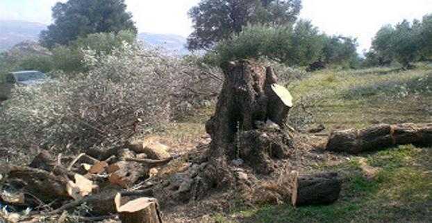 νάουσα-δωρεάν-καυσόξυλα-σε-600-οικογένε-244898