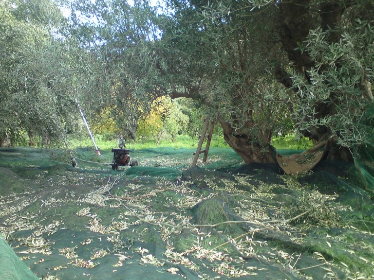 γιατί-σε-λίγα-χρόνια-θα-χαθούν-οι-ελι-363620