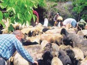 οσυαπε-τα-κρούσματα-ευλογιάς-σε-αιγοπ-299529