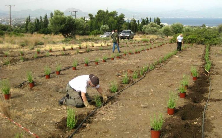 περιβαλλοντικές-δράσεις-στο-δήμο-λου-257722