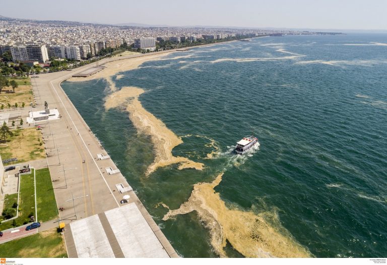 eπανεμφανίστηκε-τo-φυτοπλαγκτόν-στο-θε-23844