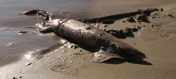 ψέριμος-15χρονος-έπιασε-με-το-ψαροντούφ-23394