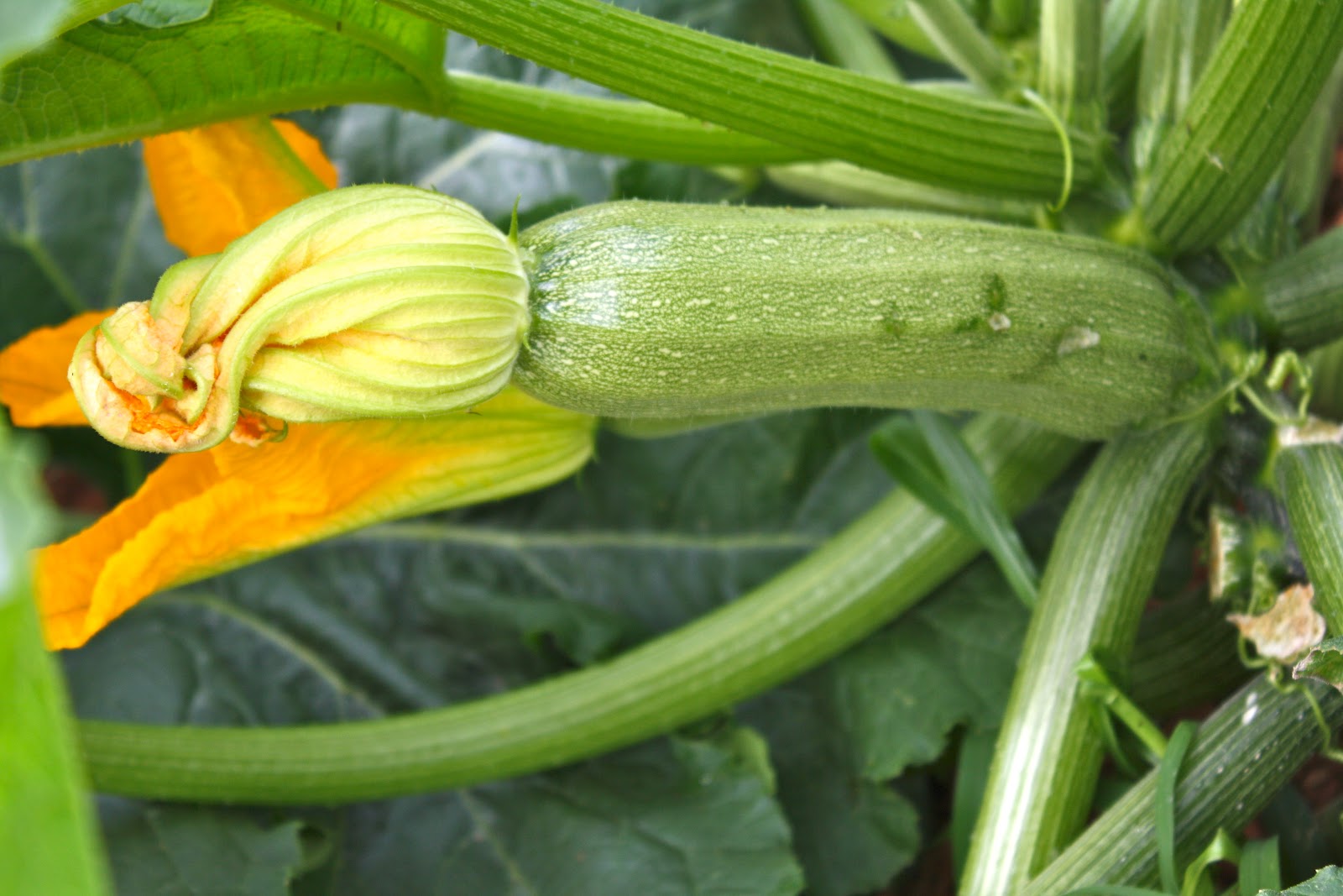 δηλητηρίαση-από-κολοκύθια-η-ουσία-που-48250