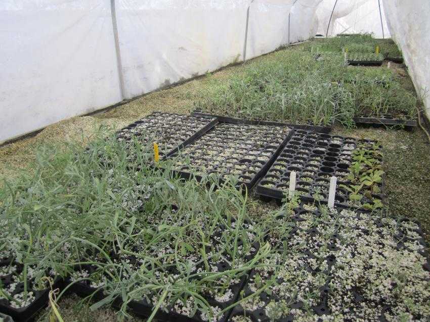 καρκίνος-του-παχέος-εντέρου-και-υπέρτ-278040