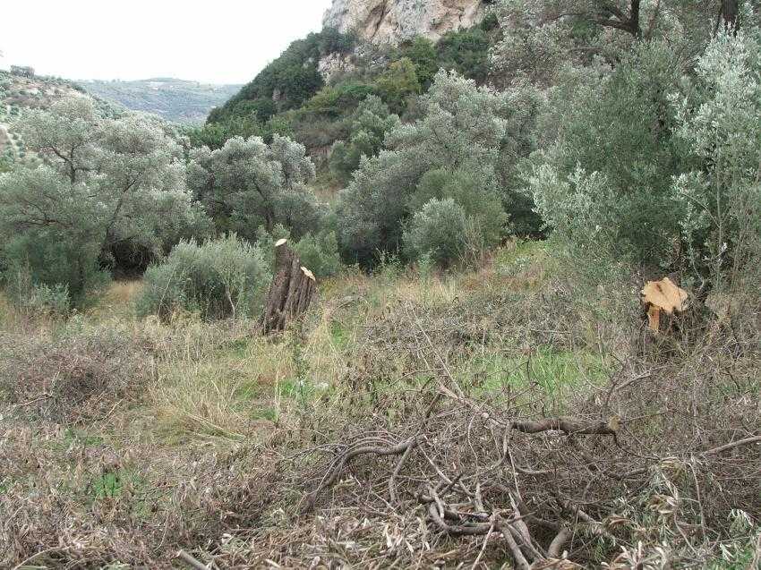 μαλεβίζι-αδιαφορία-δήμου-για-τη-λαθρο-275796