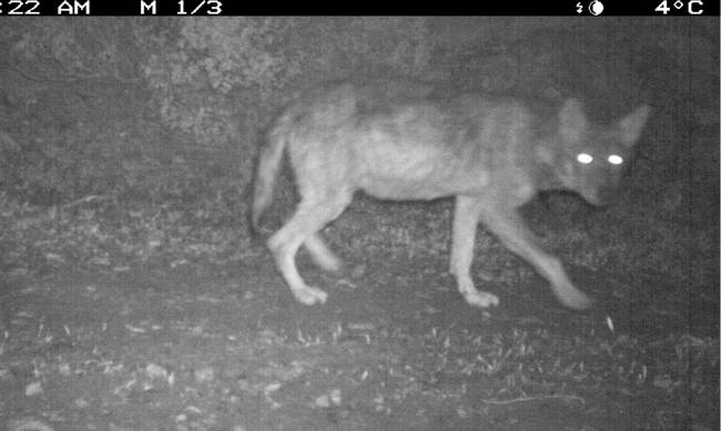 εμφανίστηκαν-λύκοι-στην-πάρνηθα-μετά-138748
