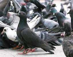 απίθανο-περιστατικό-στην-ξάνθη-nεαρός-226244