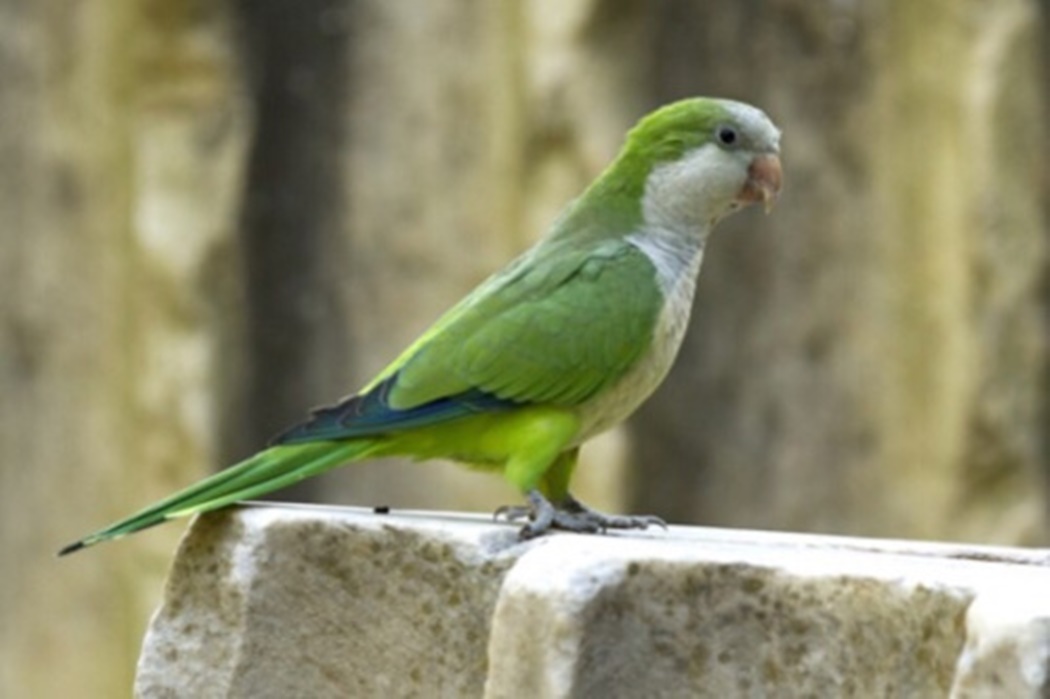 χιλή-παπαγάλος-κλέβει-το-ακουστικό-δη-20994