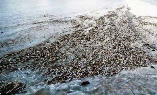 δεσμεύτηκαν-12-τόνοι-ακατάλληλα-ψάρια-9854