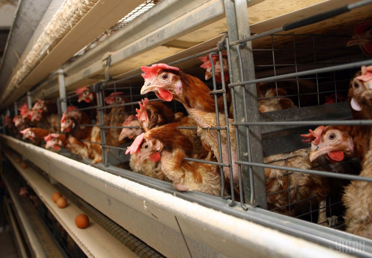 τι-πρέπει-να-γνωρίζετε-την-γρίπη-των-πτ-59670