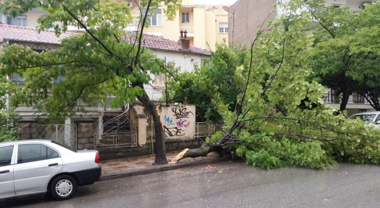 δέντρο-ξεριζώθηκε-από-τον-άνεμο-και-σκ-28628