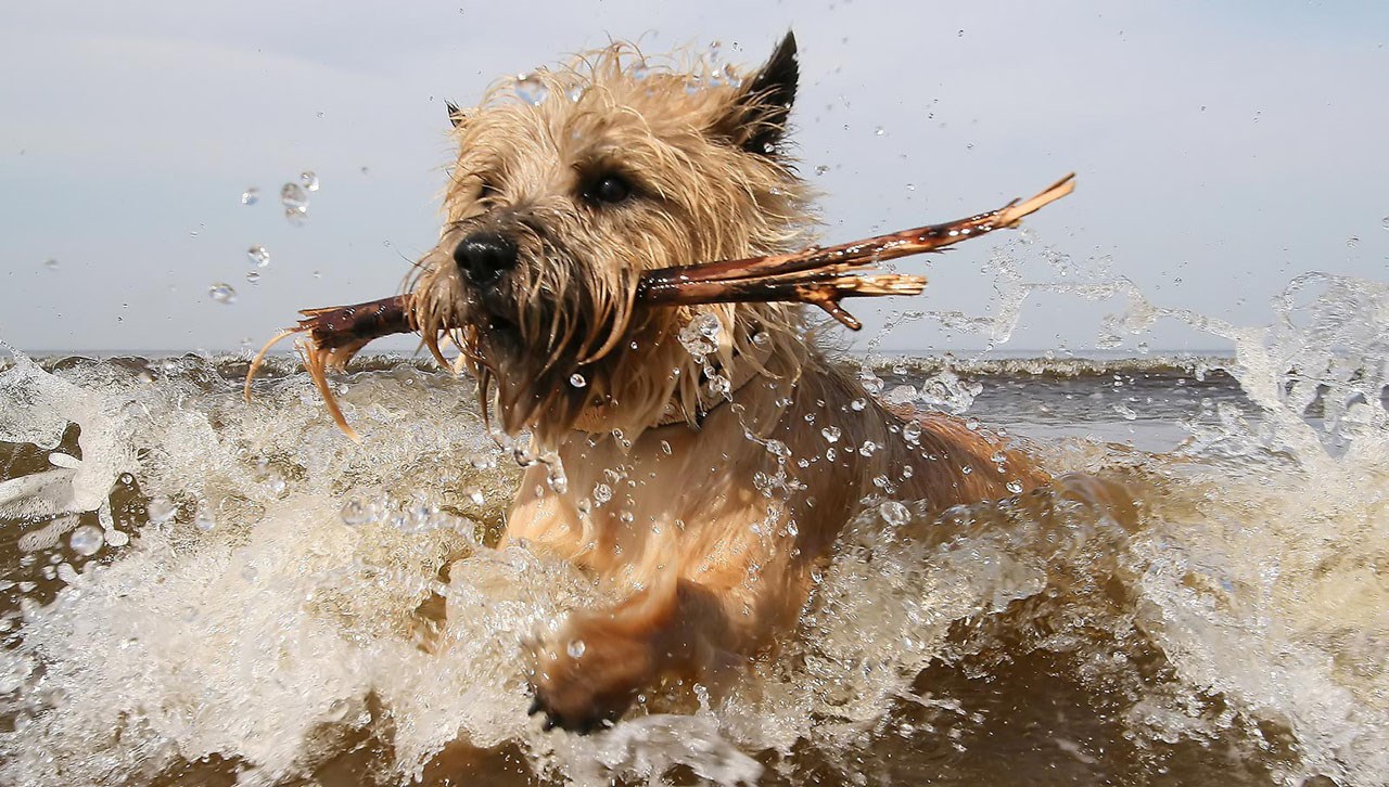 παραλίες-για-σκύλους-και-με-το-νόμο-π-191472