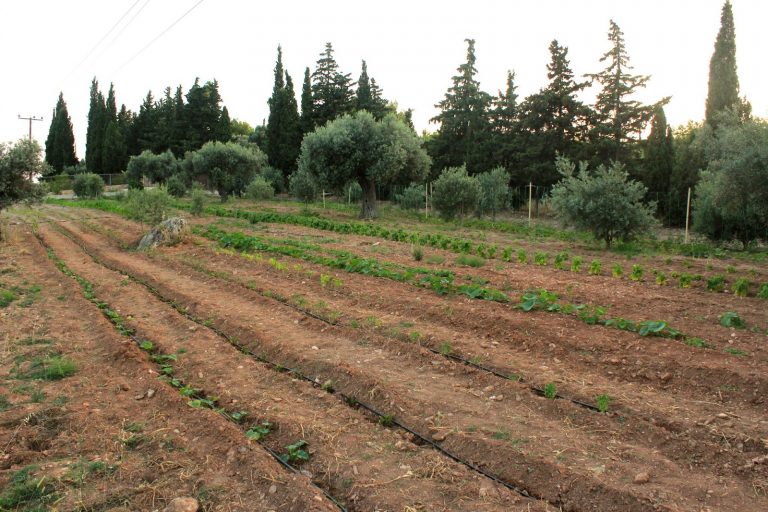 κρήτη-όργωσαν-και-έσπειραν-δημοτικό-γ-99522