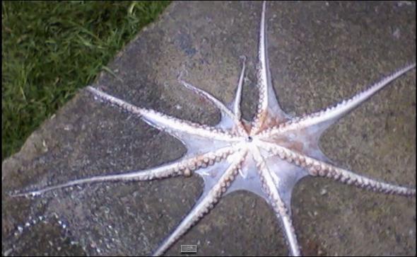 κατασχέθηκαν-χταπόδια-στην-ιχθυόσκα-197626