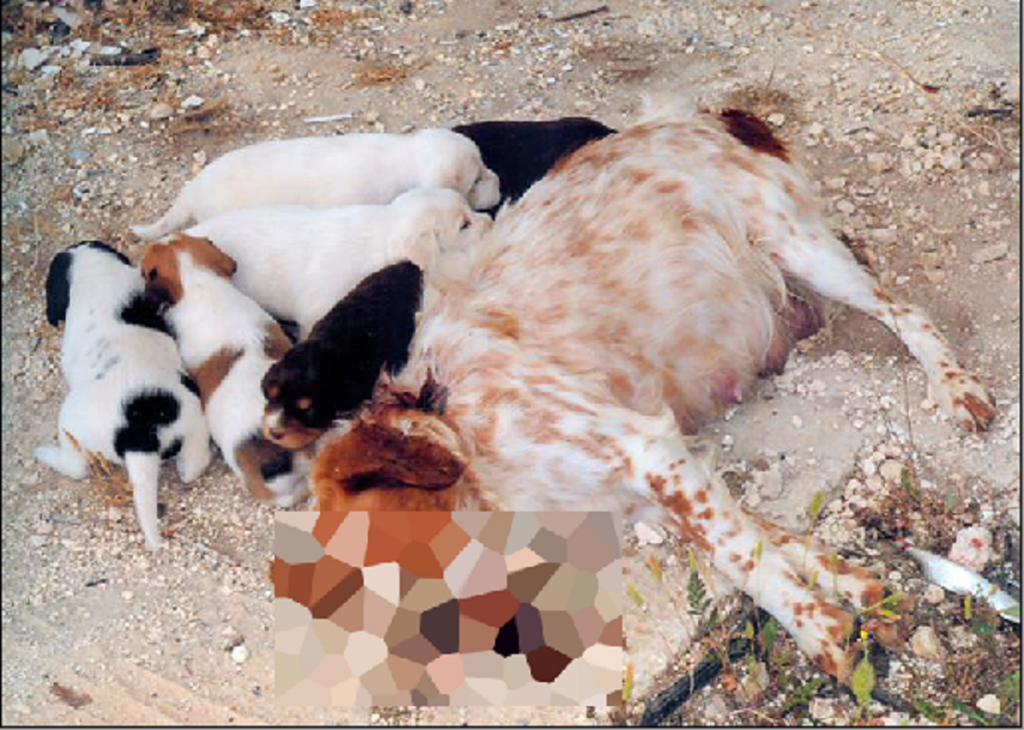 φρίκη-στην-ζάκυνθο-πυροβόλησαν-εν-ψυχ-420476