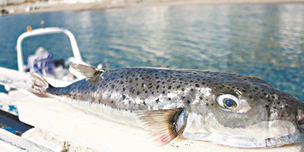 συναγερμός-στη-σέριφο-από-τοξικό-ψάρι-458717
