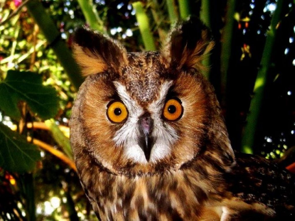 viral-κουκουβάγια-αγκαλιάζει-το-διασώστη-515949