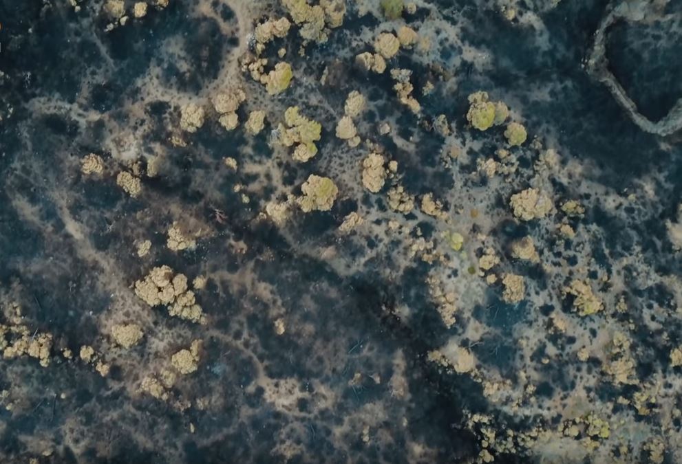 γεράνεια-όρη-πρώτη-πιλοτική-αναδάσωσ-515644