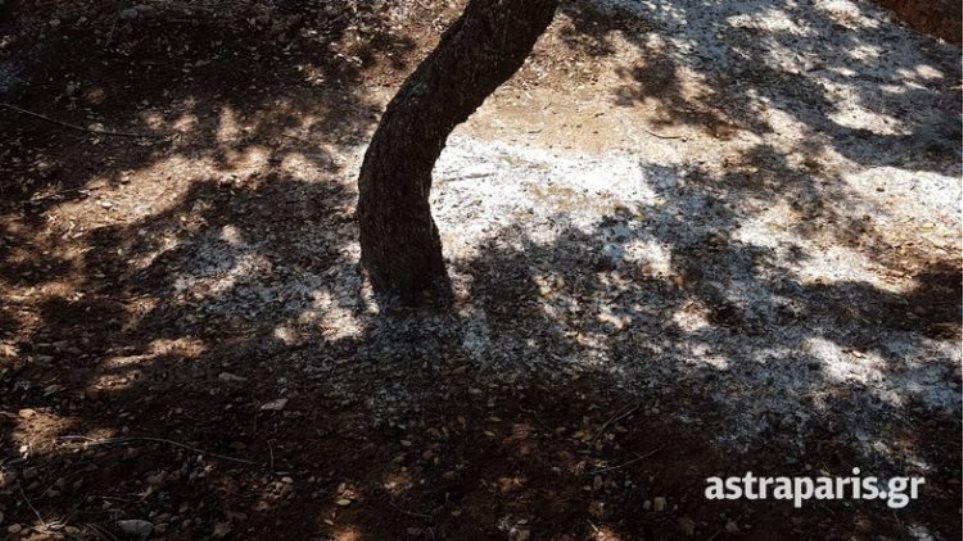 χίος-καθολική-η-καταστροφή-της-παραγω-526593