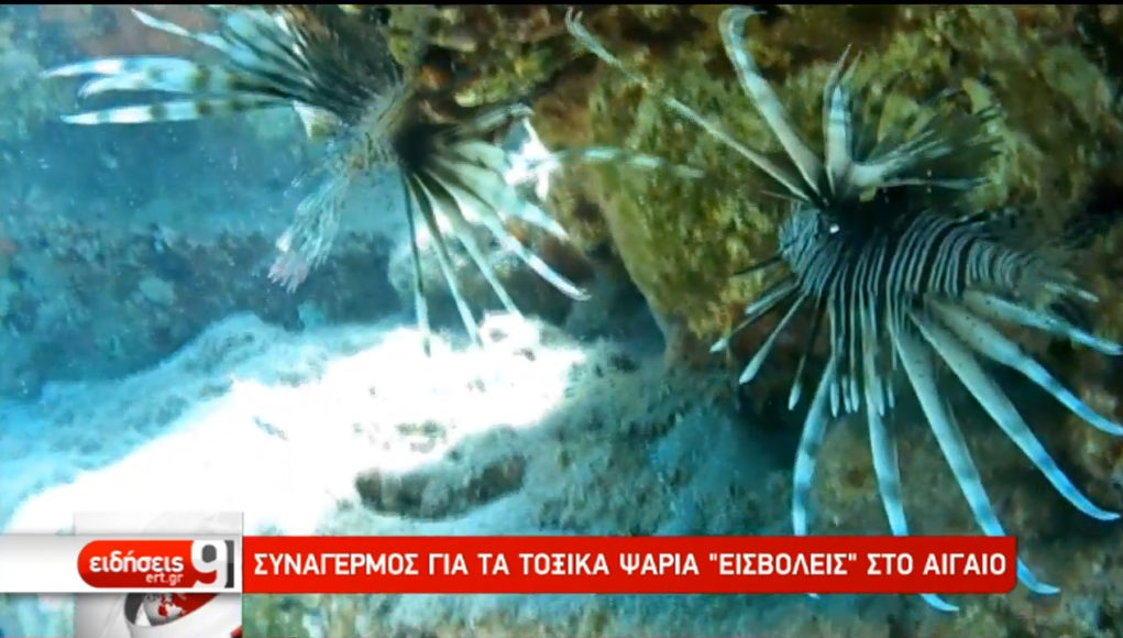 συναγερμός-για-τοξικά-ψάρια-στο-αιγ-523508