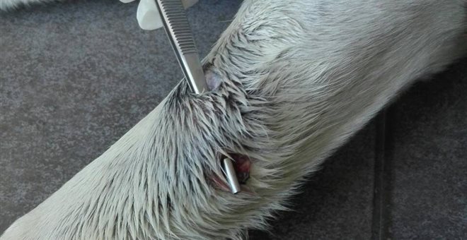 αστυνομικός-πυροβόλησε-σκύλο-επειδή-536042