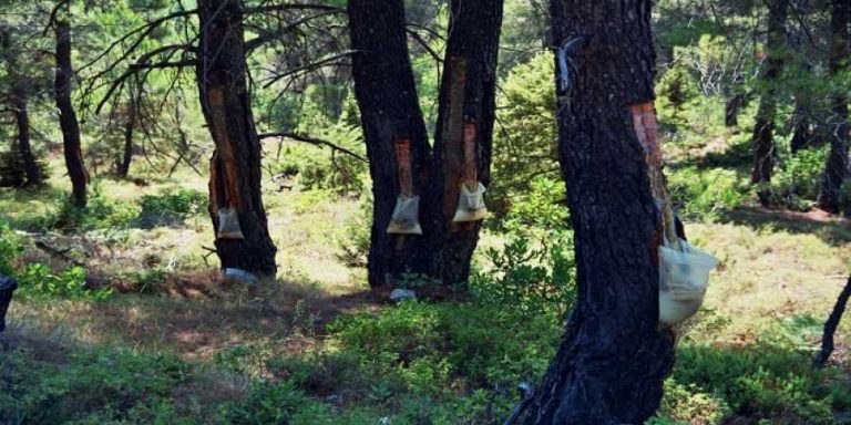 καθορίστηκε-η-χορήγηση-για-το-επίδομα-543319