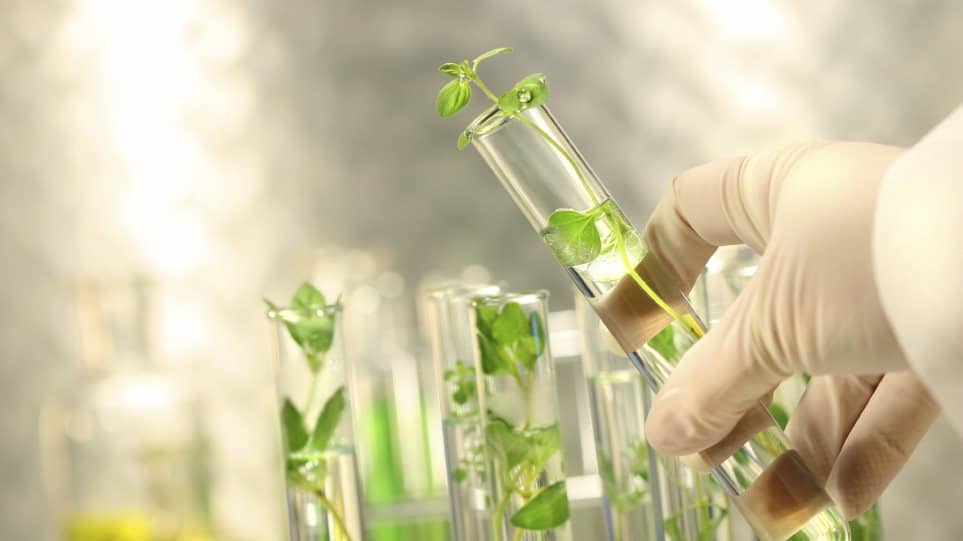 πέντε-βότανα-όχι-και-τόσο-αθώα-576331