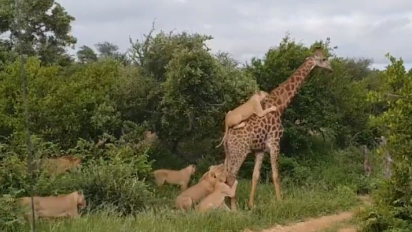 καμηλοπάρδαλη-τα-βάζει-με-αγέλη-λιοντ-583826