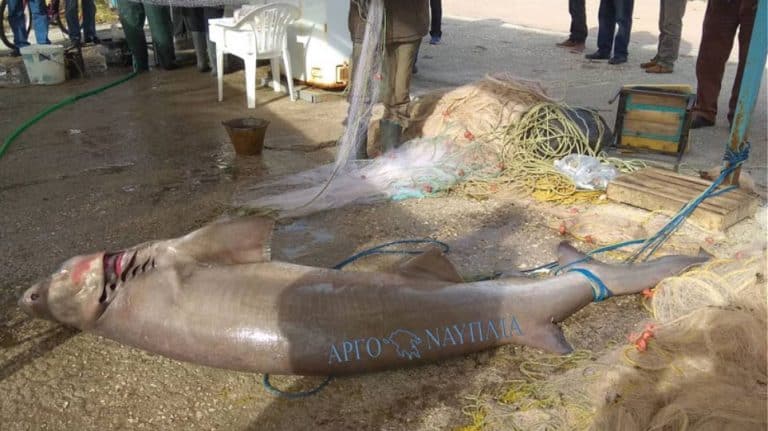 νέα-κίος-ψαράδες-έπιασαν-σκυλόψαρο-150-κ-576601