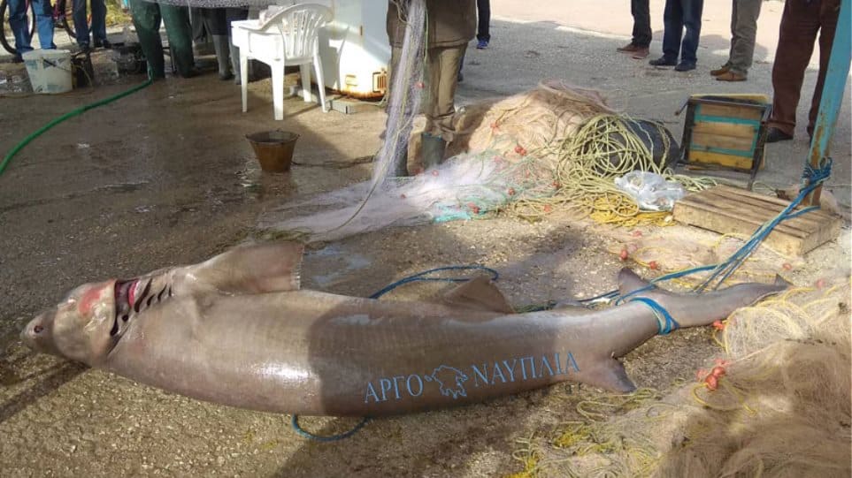 νέα-κίος-ψαράδες-έπιασαν-σκυλόψαρο-150-κ-576601