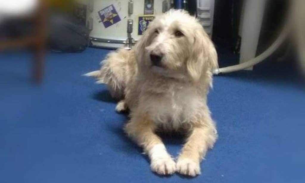 έριξαν-φόλα-στην-μασκότ-του-αστέρα-τρί-592329