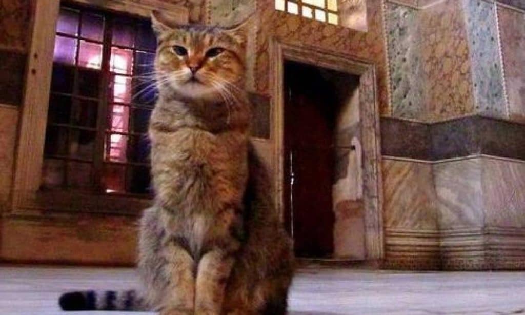 οι-θρυλικές-γάτες-της-αγιάς-σοφιάς-φ-586092