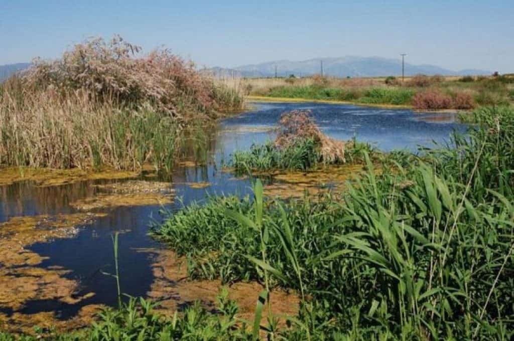 νεκρός-38χρονος-ψαράς-στον-ποταμό-νέστο-591947