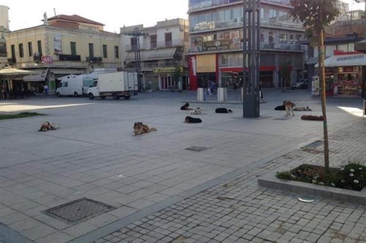 τρίπολη-θανάτωση-αδέσποτων-με-μήνυση-596093