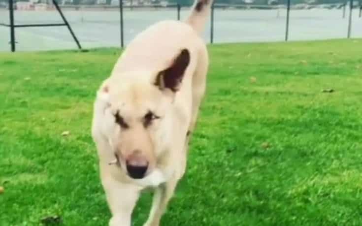 το-σκυλί-που-επέζησε-μετά-από-17-πυροβολ-603866