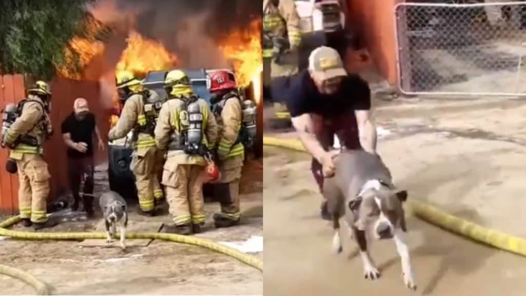 μπήκε-στο-φλεγόμενο-σπίτι-και-έσωσε-το-603004